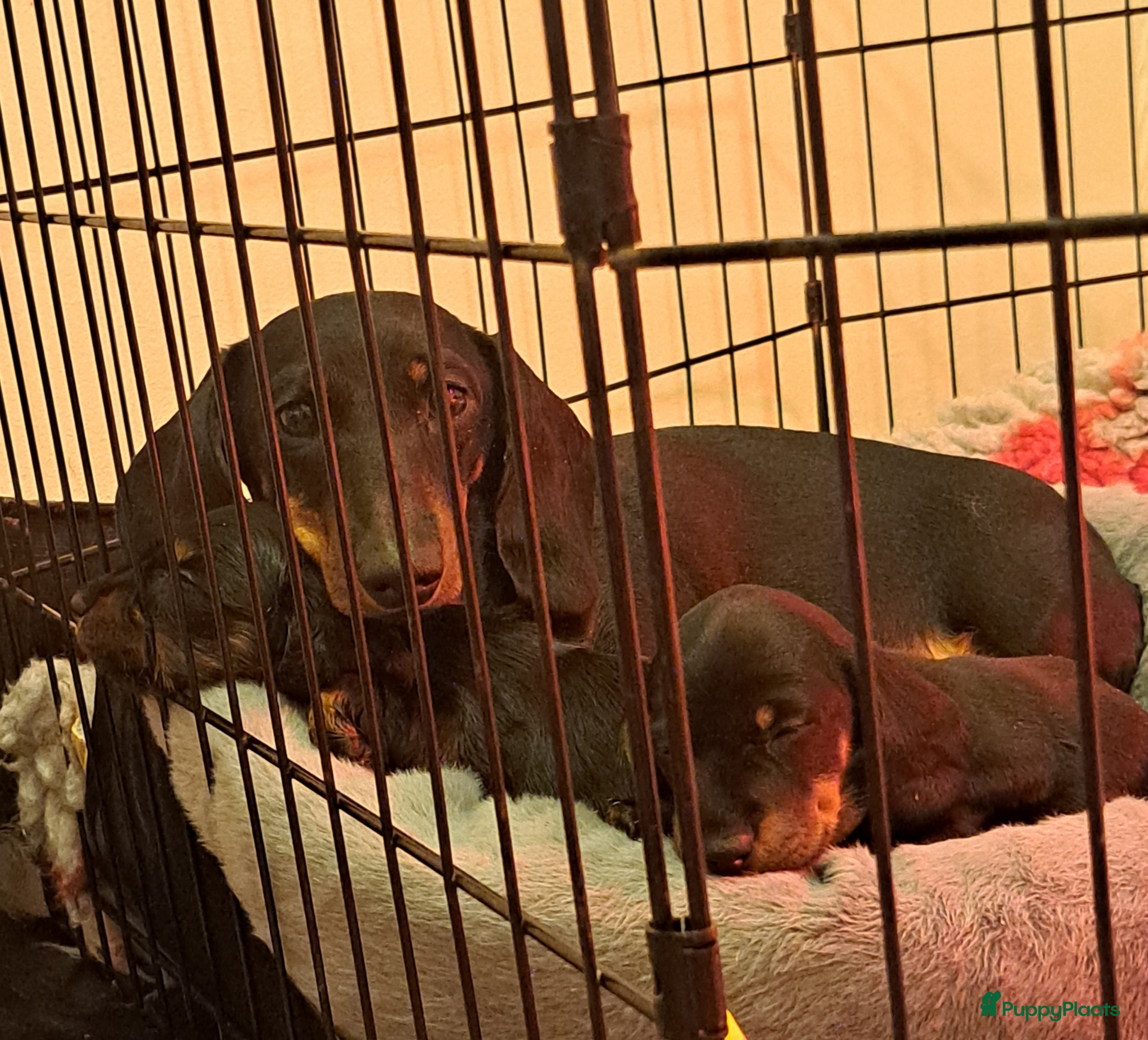 Teckel (korthaar)  honden Dwerg langhaar puppies - Advertentie 1