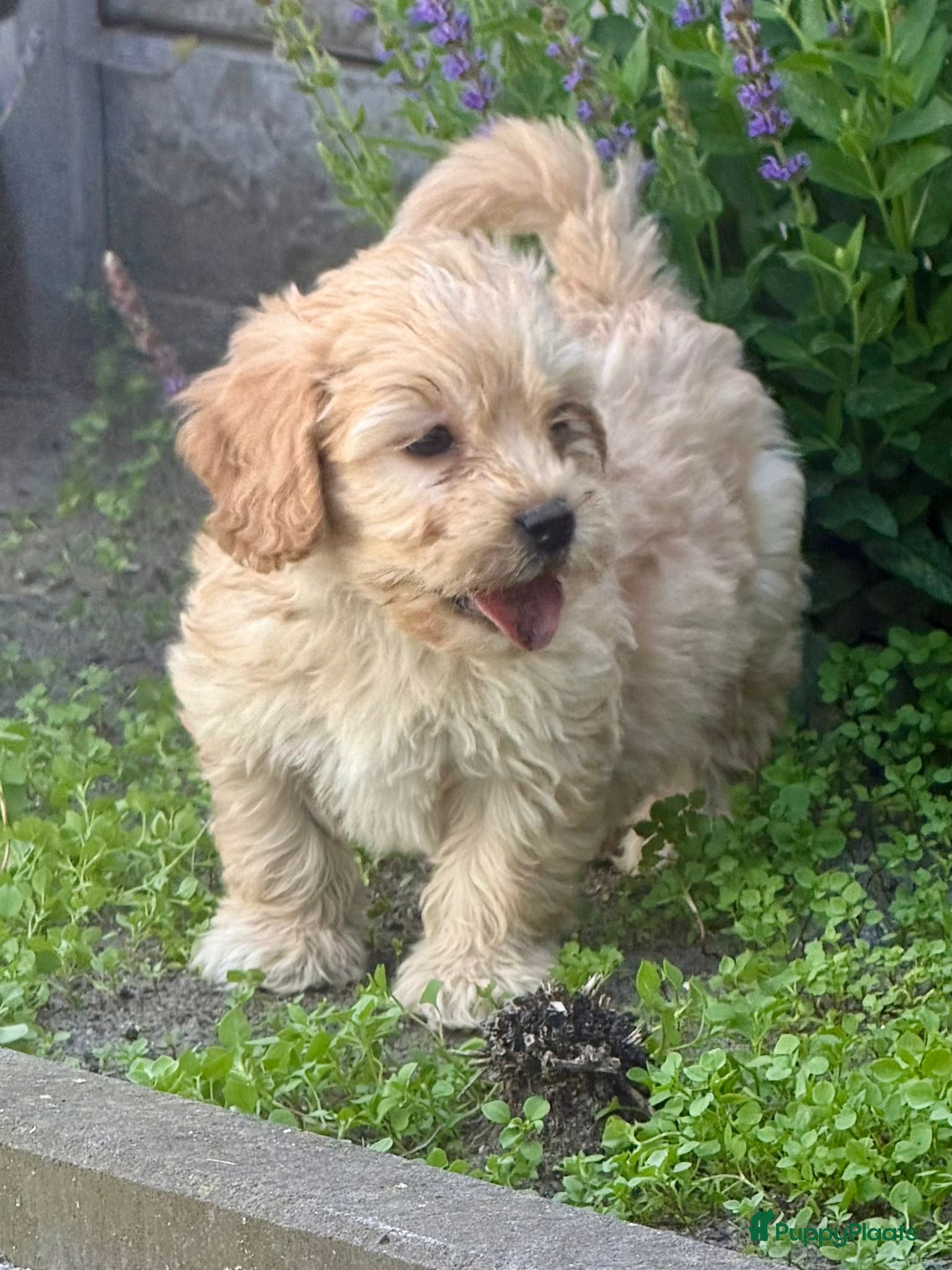 Cockapoo honden te koop: Cockapoo x boomer pups  - Advertentie 13