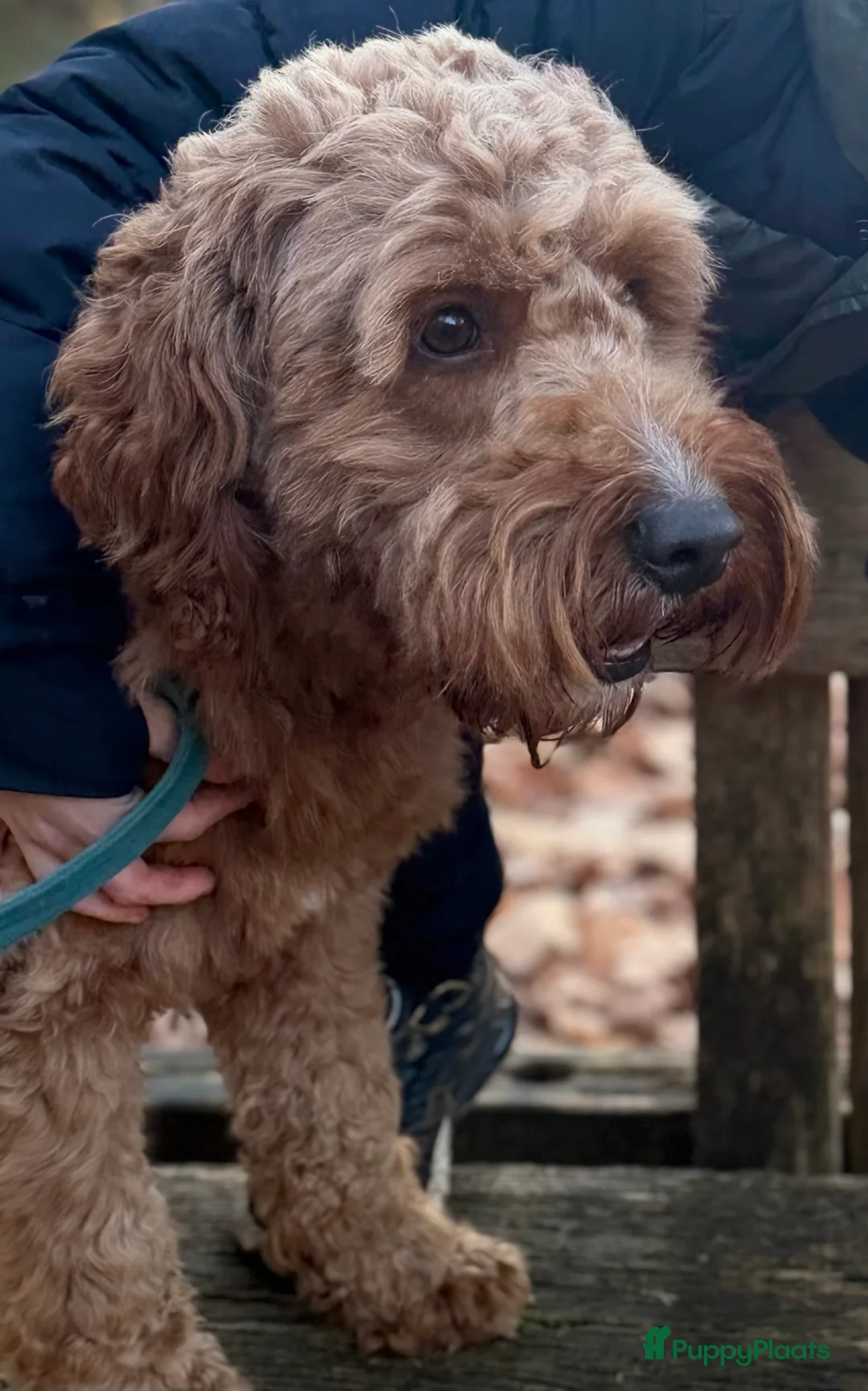 Australian Labradoodle honden te koop: Medium Cobberdog/Australian Labradoodle nestaank - Advertentie 11