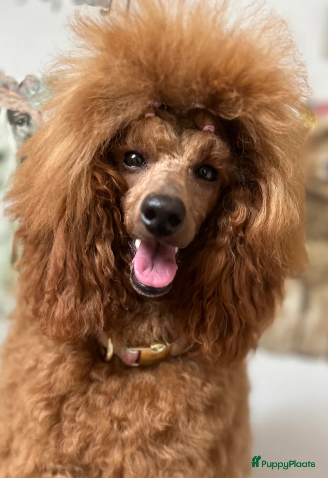 Galerij afbeelding {{count}}