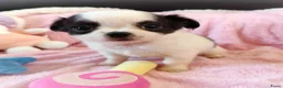 Chihuahua honden te koop: Nog 3 unieke en super schattige chihuahua puppys! - Advertentie 7