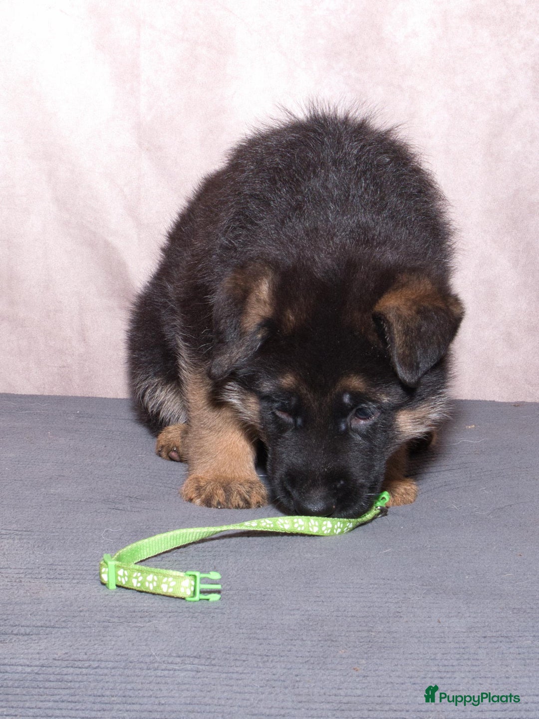 Duitse Herder honden te koop: 🐾 Duitse Herder Pup te Koop  🐾 - Afbeelding 16