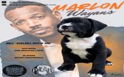 Amerikaanse Bully honden te koop: American Bully XL Puppies - Afbeelding 8