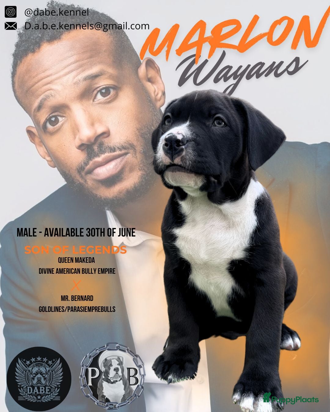 Amerikaanse Bully honden te koop: American Bully XL Puppies - Afbeelding 8