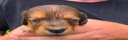 Teckel (langhaar) honden te koop: Dwerg teckel langhaar  - Advertentie 11