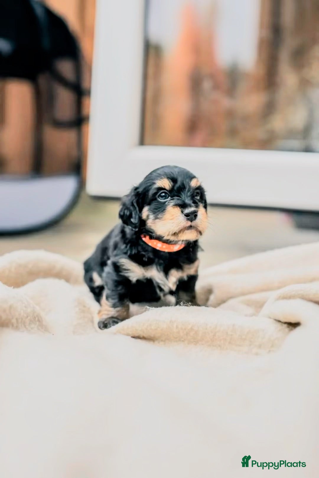 Kruising honden ⭐️MALLETECKEL⭐️ 🐾dwergteckel X maltezer🐾 - Advertentie 16