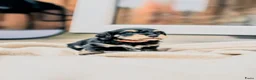 Kruising honden te koop: ⭐️MALLETECKEL⭐️ 🐾dwergteckel X maltezer🐾 - Advertentie 3