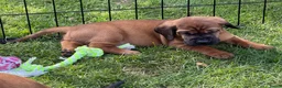 Beierse Bergzweethond honden te koop: Hanoveraaanse zweethond pups - Advertentie 5