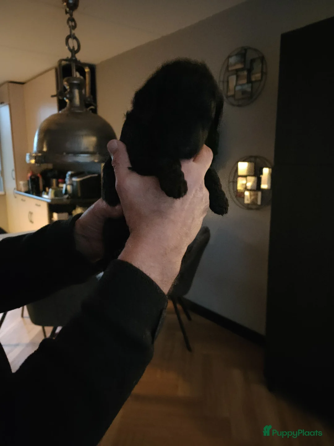 Labradoodle honden te koop: Labradoodle pups - Advertentie 8