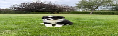 Kruising 3