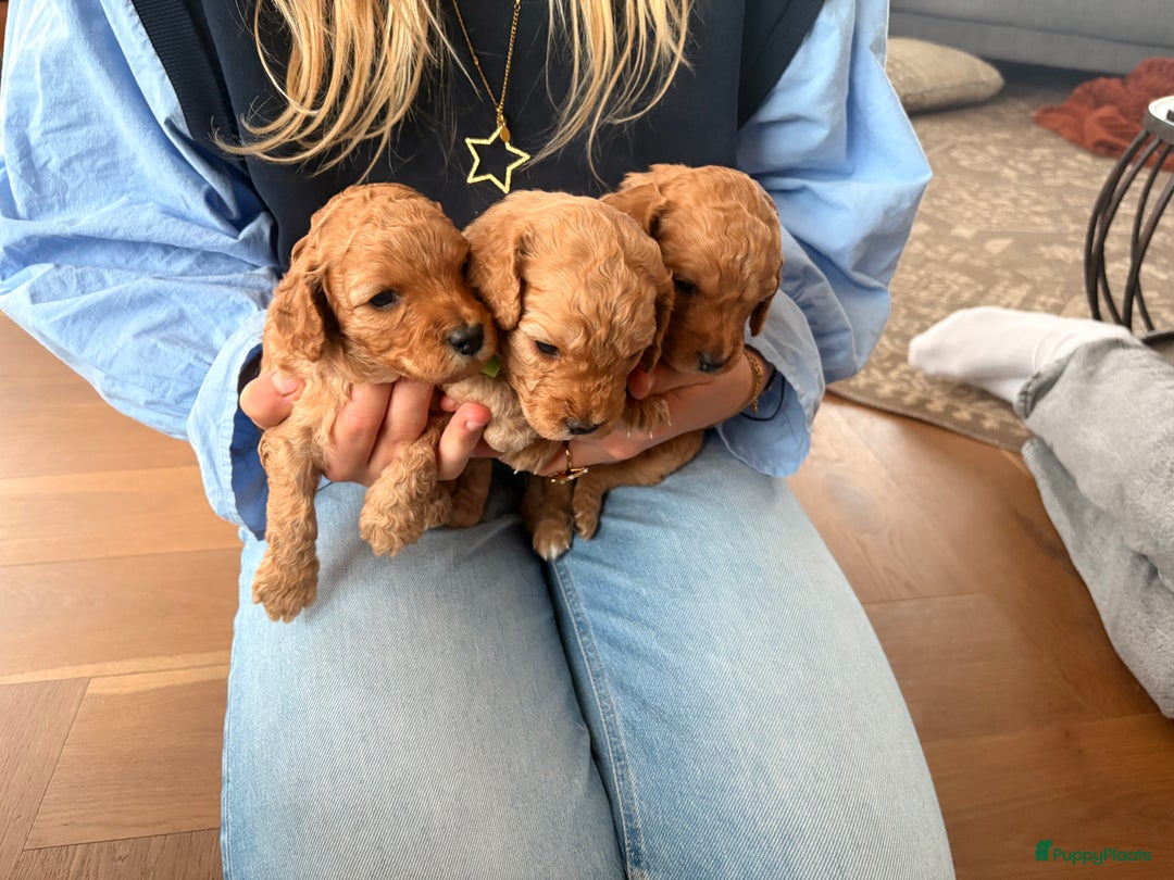 Cockapoo honden te koop: 🐶 Cockapoo pups te koop - Advertentie 6