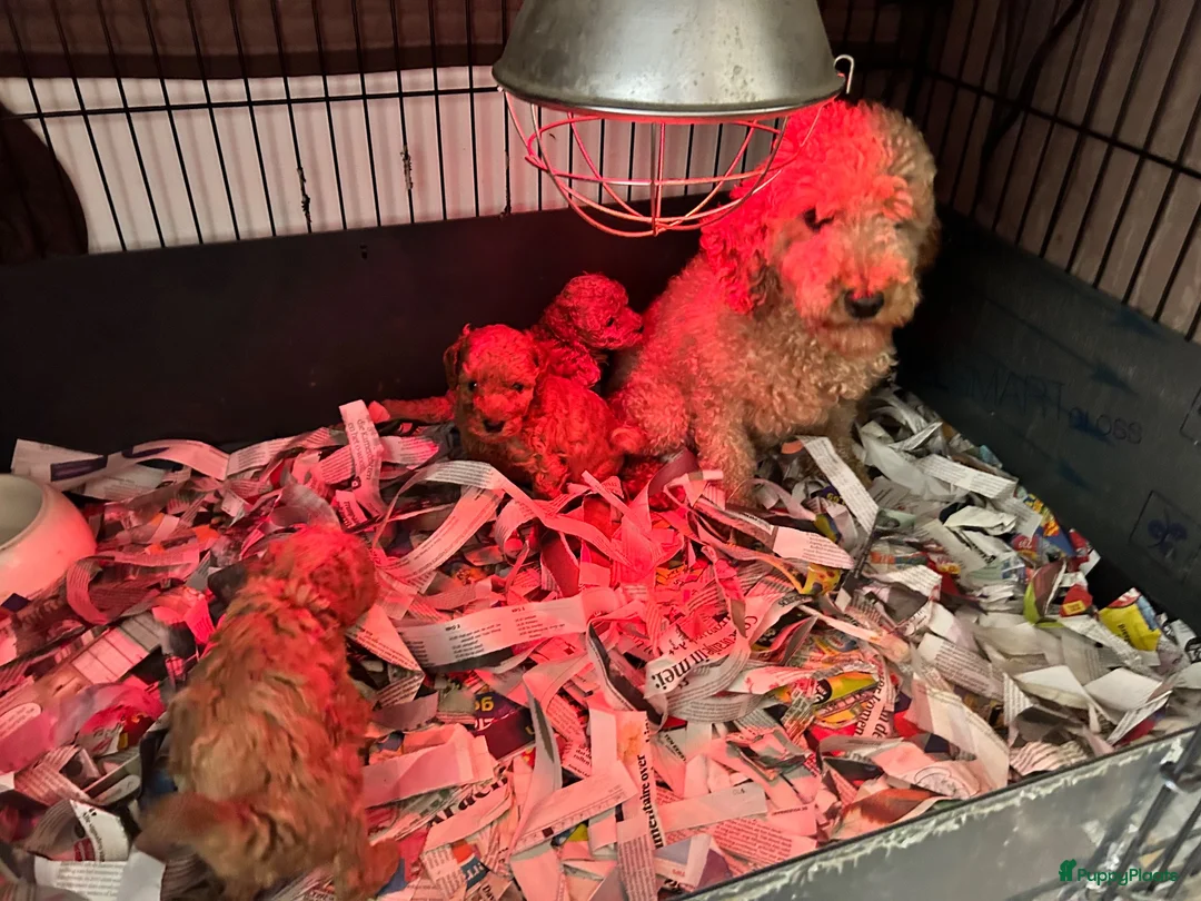 Kruising honden te koop: Lieve rustige poedel X dwerg mini toy - Advertentie 5