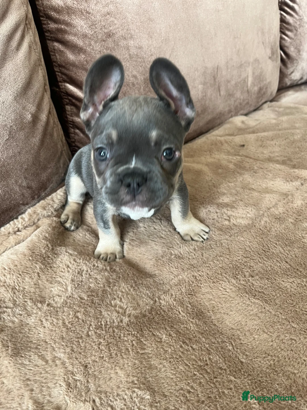 Franse Bulldog honden te koop: Franse Bulldog pups - Advertentie 5