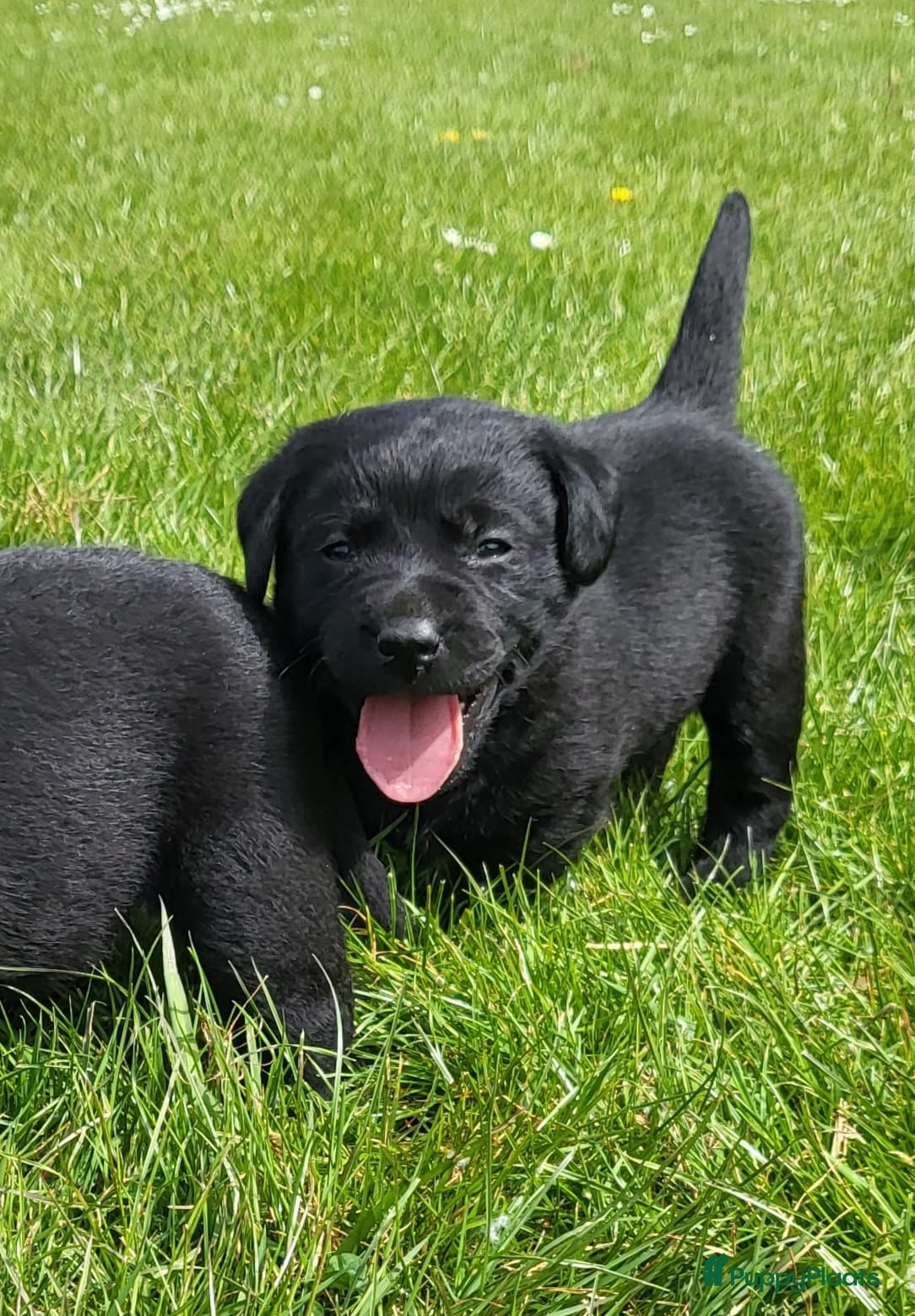 Labrador Retriever honden Mooi nest Labrador pups - Advertentie 1