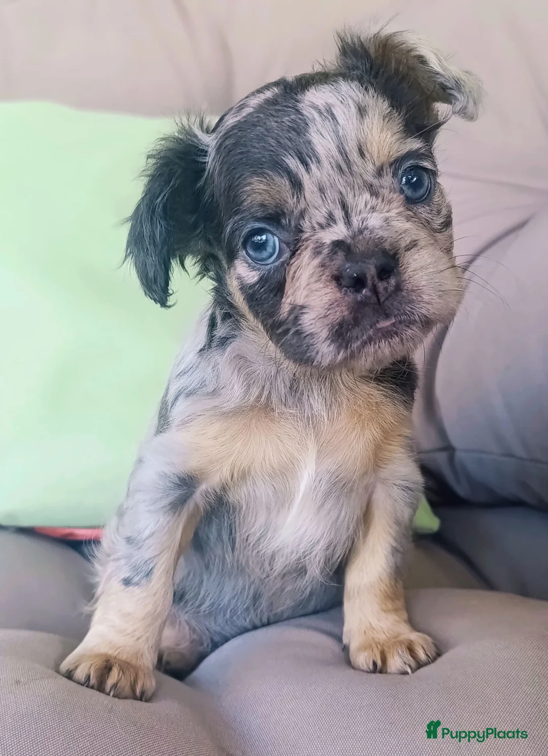 Franse Bulldog honden te koop: Franse bulldog pups - Advertentie 14