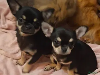 Chihuahua honden Chihuahua - Advertentie 4