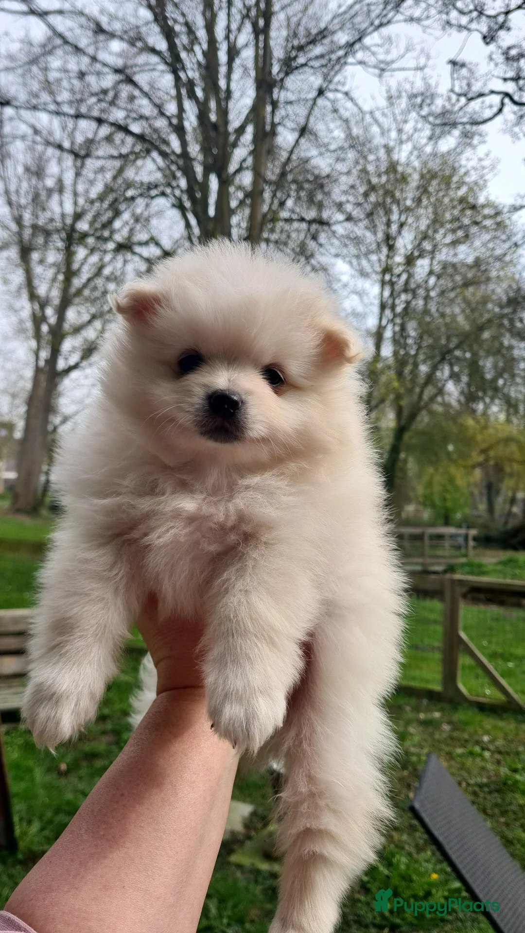Pomeriaan honden te koop: Pomeranian, pomeriaan, dwergkees puppys te koop  - Advertentie 1