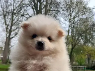 Pomeriaan honden Pomeranian, pomeriaan, dwergkees puppys te koop - Advertentie 1