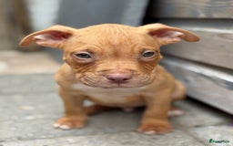 Amerikaanse Bully honden te koop: Bully pups  in Lelystad - Afbeelding 2