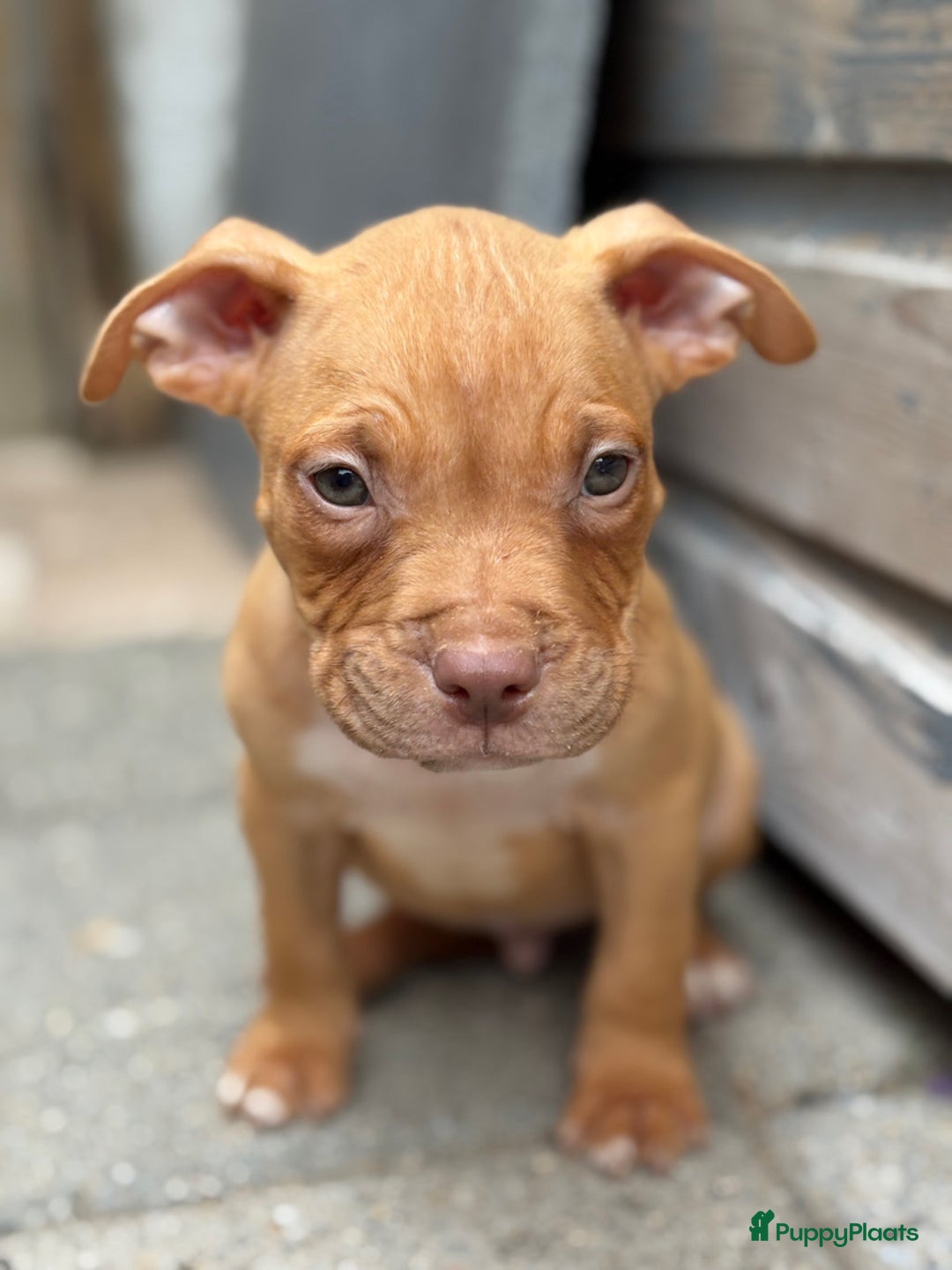 Amerikaanse Bully honden te koop: Bully pups  in Lelystad - Afbeelding 2