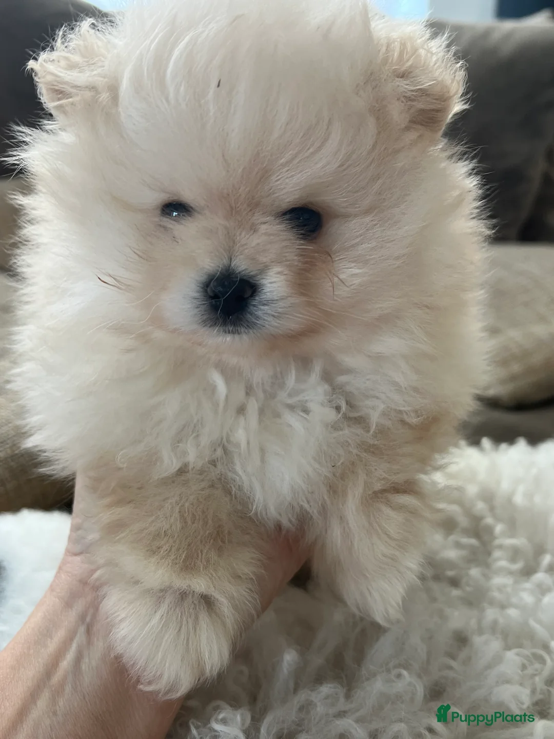 Pomeriaan honden te koop: Pomeriaan Reu - Advertentie 3