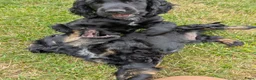 Kruising honden te koop: Lieve Cockapoo pups te koop  in Barneveld - Advertentie 5