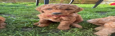Australian Labradoodle Puppy 5