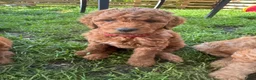 Australian Labradoodle honden te koop: Prachtig nest labradoodles (medium) - Advertentie 29