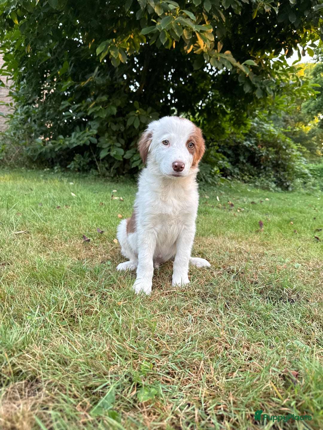 Border Collie honden te koop: Border collie pups - Afbeelding 4