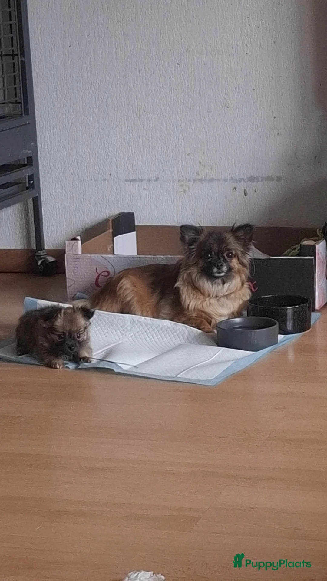 Pomchi honden te koop: Nog 1 mooi meisje over  - Advertentie 2