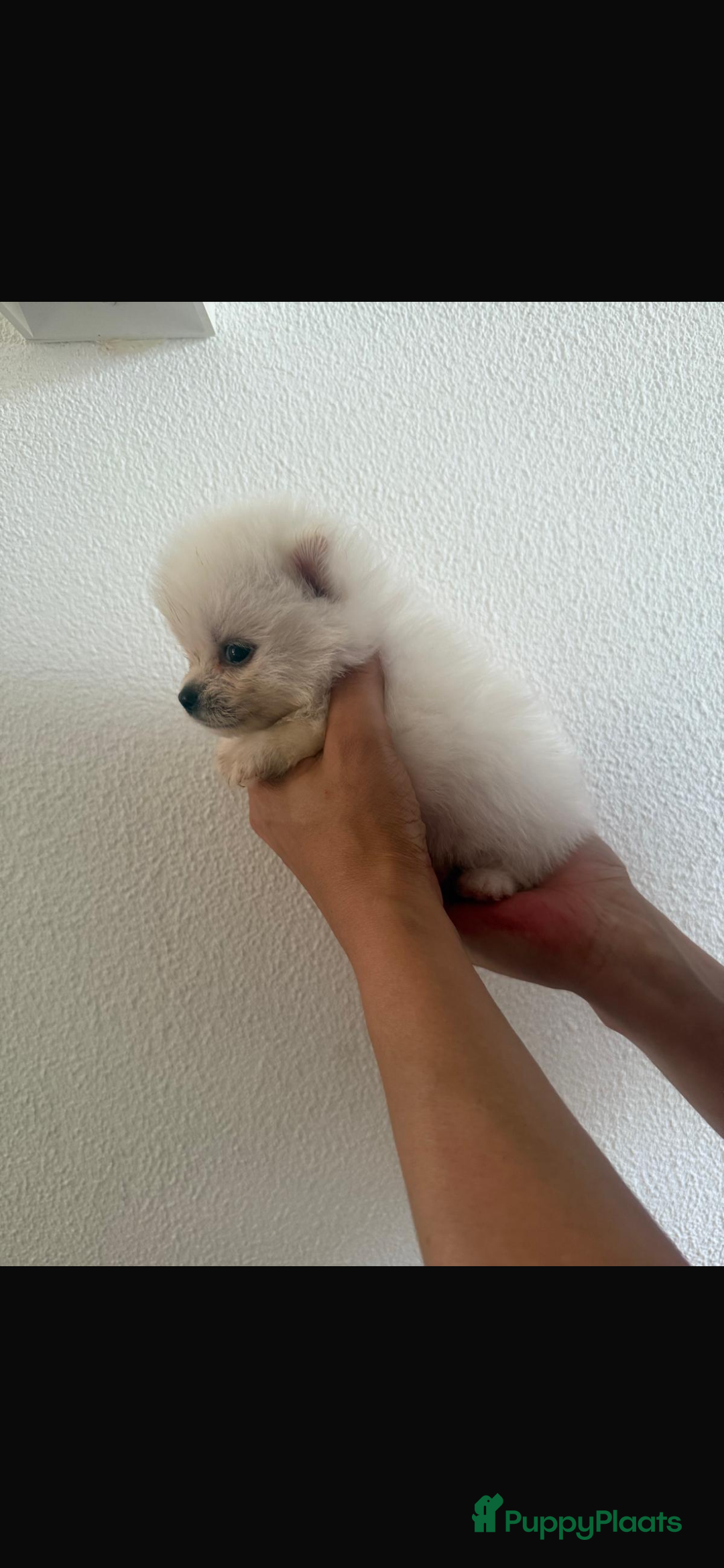 Pomsky honden te koop: 4 prachtige pomsky’s in Breda - Afbeelding 7
