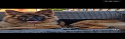 Duitse Herder honden te koop: Langharige Duitse herder puppy’s met rechter rug.  - Advertentie 22