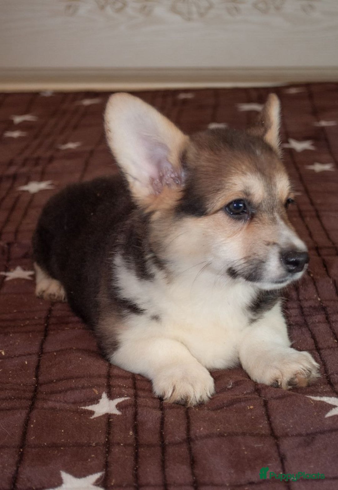 Welsh Corgi Pembroke honden te koop: Welsh Corgi Pembroke - Advertentie 2