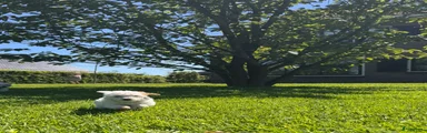 Kruising Puppy 3
