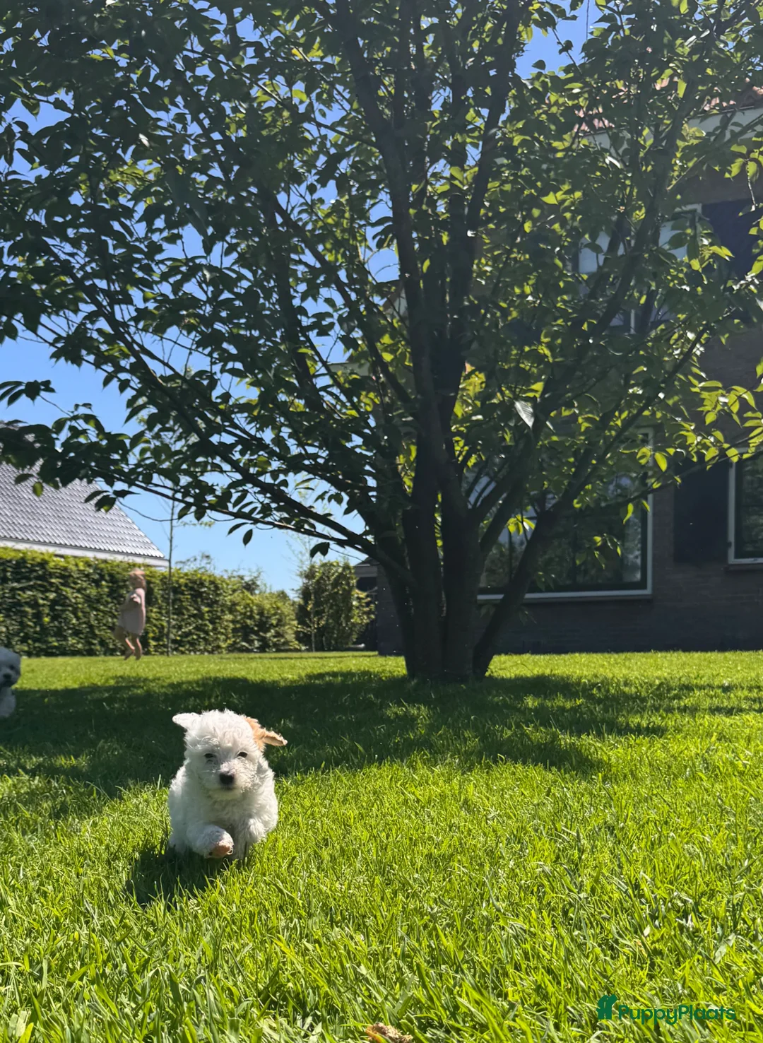 Kruising honden te koop: Labradoodle pups mini - Advertentie 8