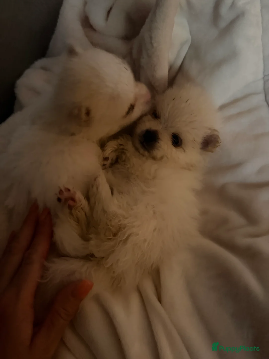 Pomeriaan honden te koop: Pomeriaan pups - Advertentie 10