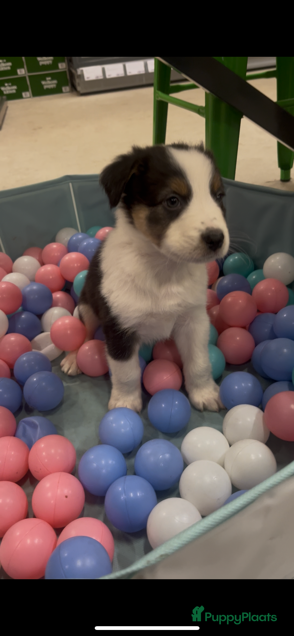 Australian Shepherd honden Raszuivere Australian Shepherd pups - Advertentie 5