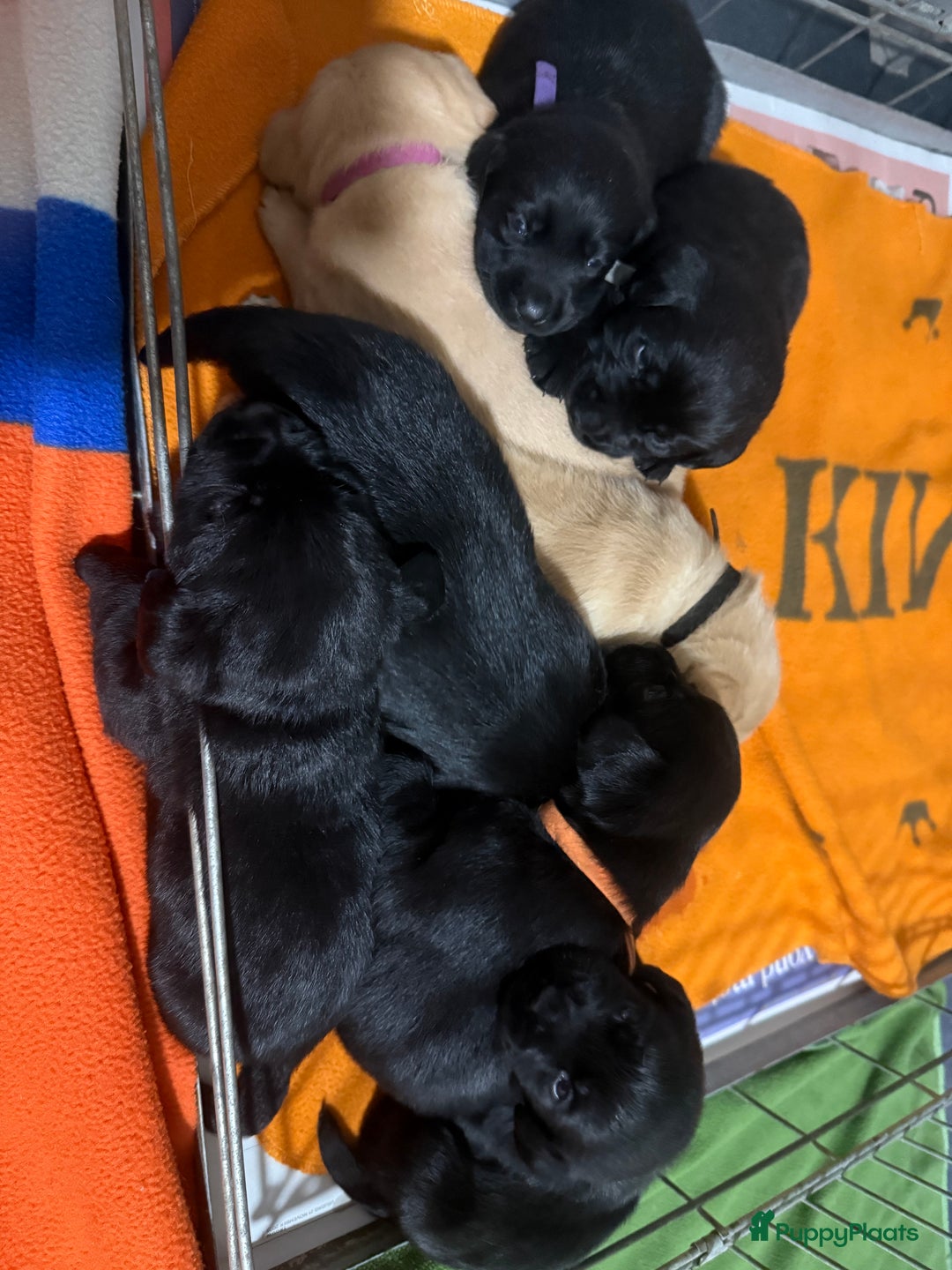 Labrador Retriever honden te koop: Labrador Retriever Pups - Advertentie 6