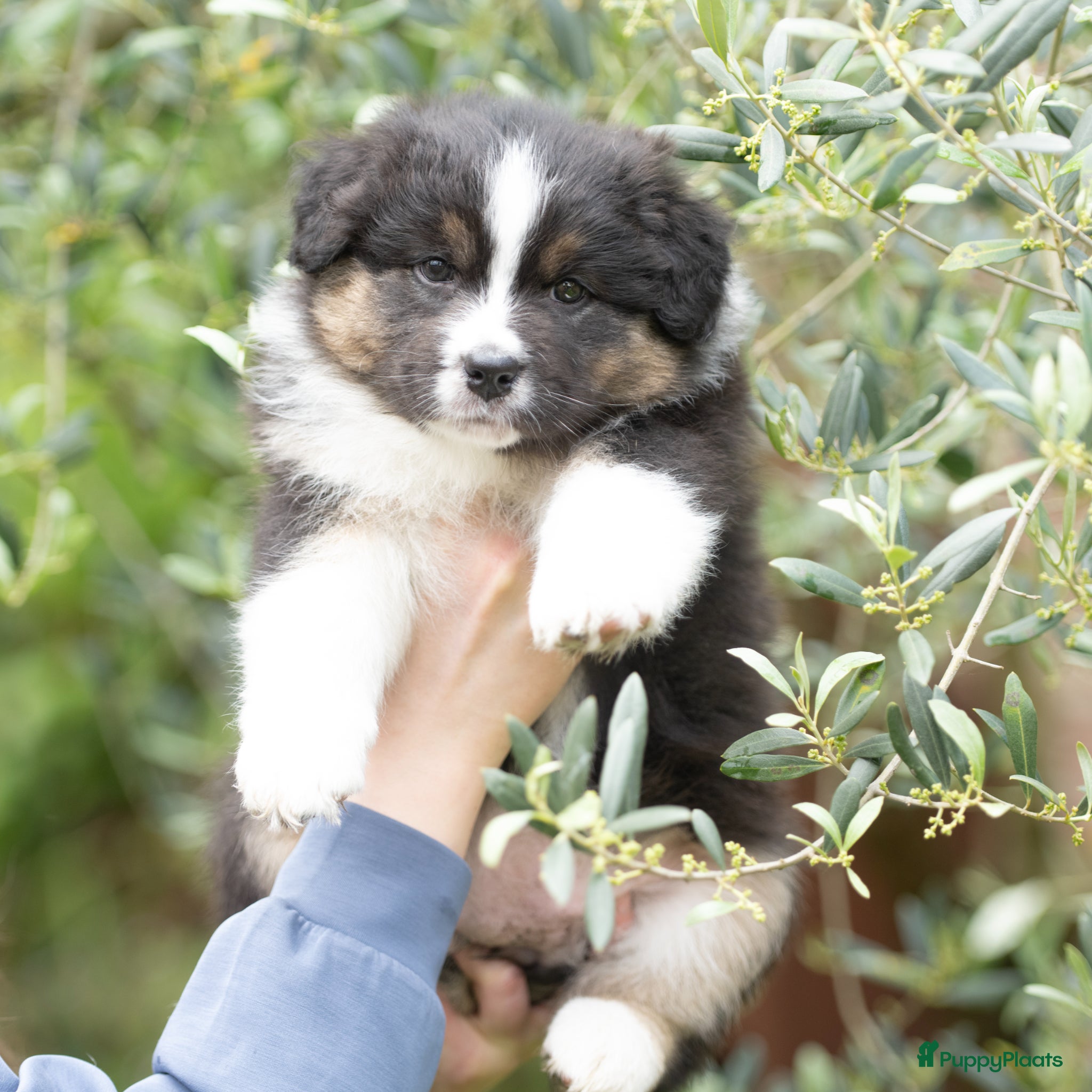 Australian Shepherd honden Australian shepherd pups - Advertentie 9