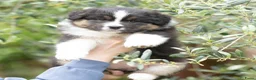 Australian Shepherd honden te koop: Australian shepherd pups - Advertentie 1
