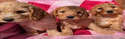 Cockapoo honden te koop: Cokcapoo pups.engelsecockerspaniel x dwerg poedel - Advertentie 6
