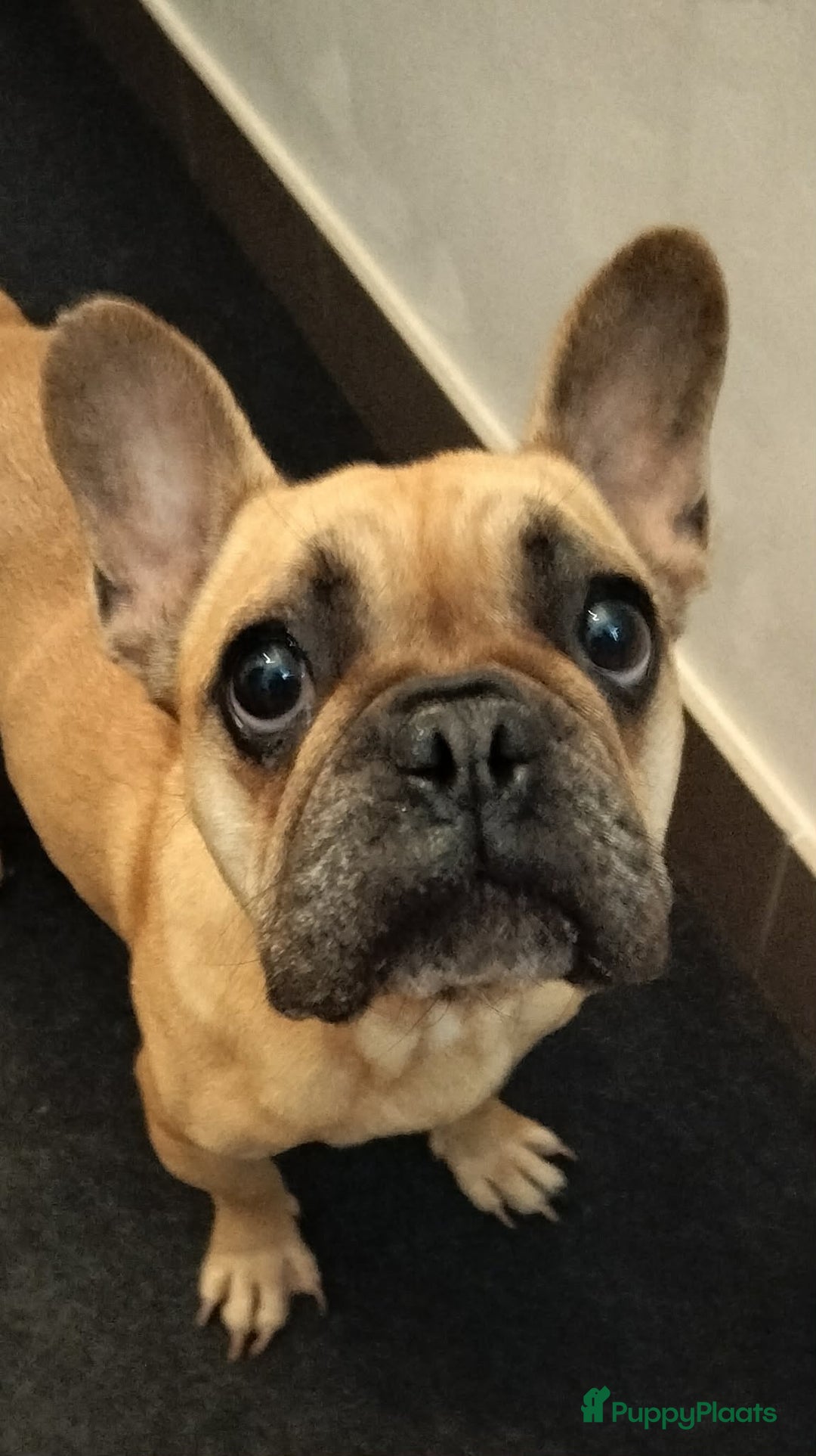 Franse Bulldog honden te koop: Franse bulldog pups België  - Advertentie 3