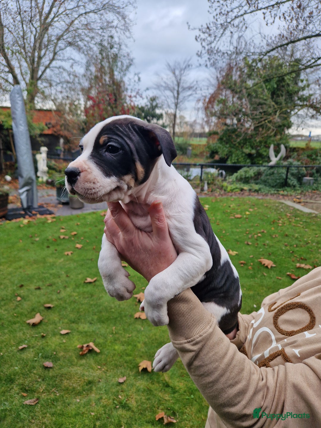 American Staffordshire Terriër honden te koop: mooie stafford pups - Advertentie 7