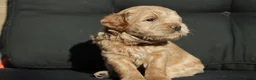 Australian Labradoodle honden te koop: Prachtige Australian Labradoodle pups in Velp - Advertentie 24