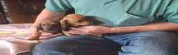 Dwergteckel honden te koop: Dwergteckel in Achtmaal - Advertentie 10
