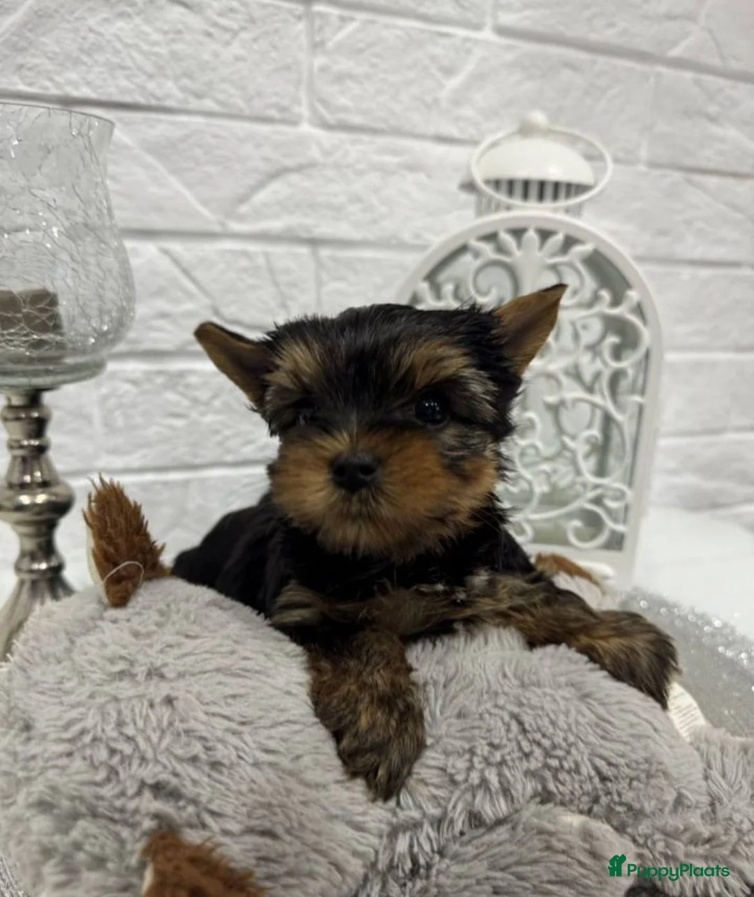 Yorkshire Terriër honden te koop: Yorkshire terriër puppy’s - Advertentie 3