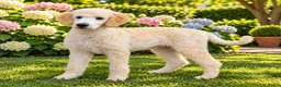 Labradoodle honden te koop: Labradoodle pups | DNA-geteste ouderdieren - Advertentie 2