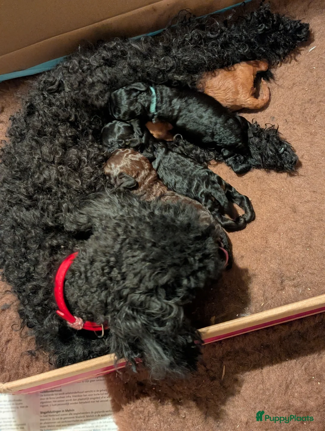 Poedel Toy honden te koop: Toypoedel puppies  - Advertentie 8