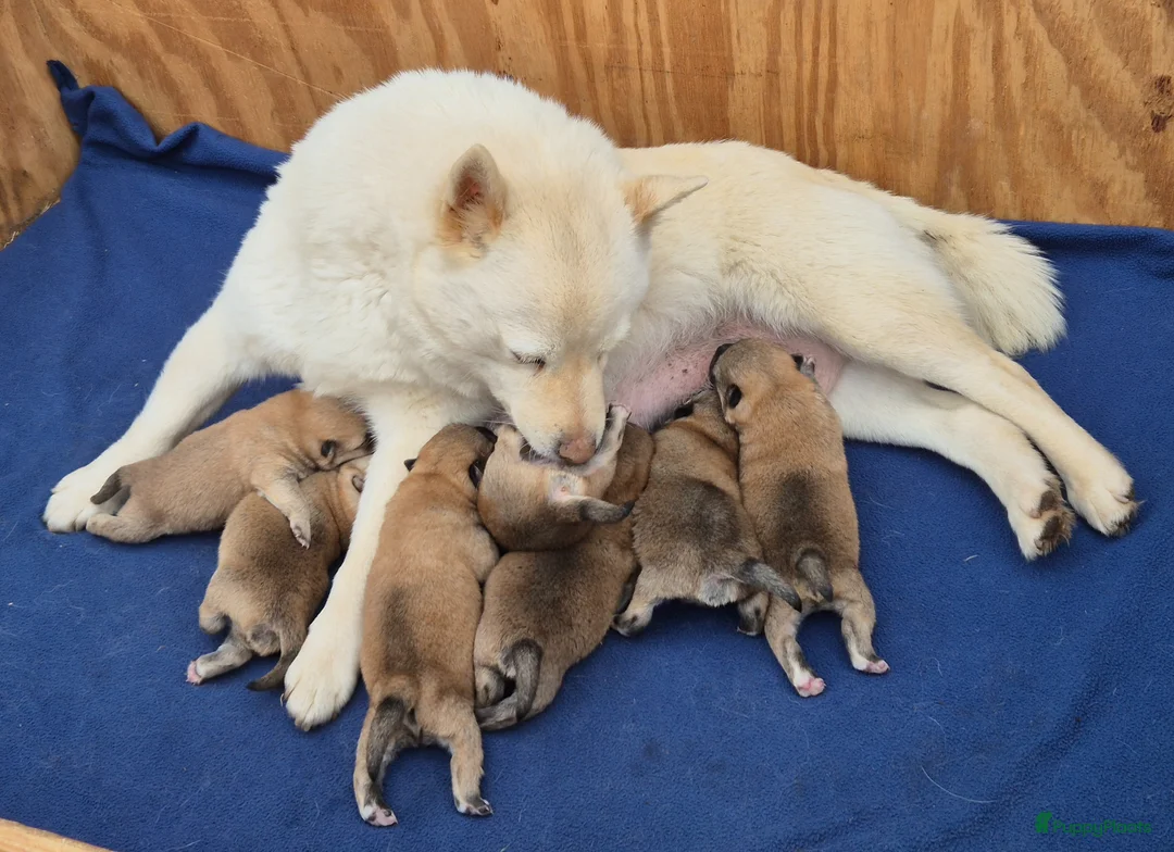 Shiba honden te koop: Shiba inu pups - Advertentie 19