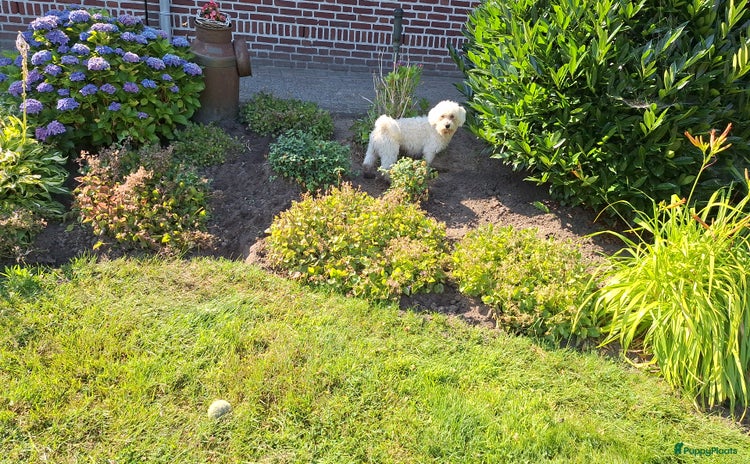 Maltezer honden - Advertentie 1
